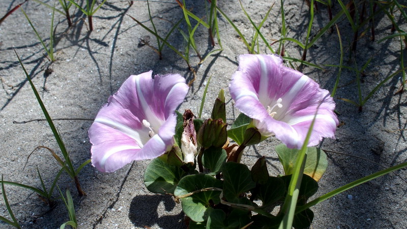 Convolvulus soldanella (=Calystegia soldanella) / Soldanella di mare